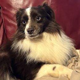 Miniature Australian Shepherds and Toy Australian Shepherds from Deep River Aussies
