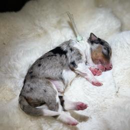 Ms. Teal - Blue merle female Aussiedoodle puppy in San Antonio, Texas from Lovable Doodles SA