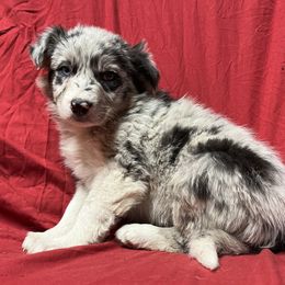 Border Collie Puppies from By Design Farm