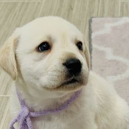 Labrador Retriever Puppies from Flashylabs  AKC GR CHAMPION SIRED