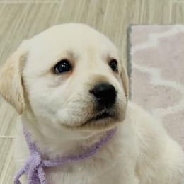 Labrador Retriever Puppies from Flashylabs  AKC GR CHAMPION SIRED