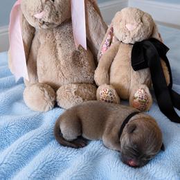 Black Collar - Blue fawn male American Pit Bull Terrier puppy in Tenino, Washington from West Winds American Pit Bull Terriers