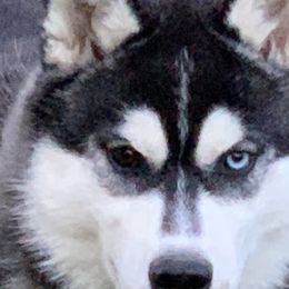 Keilani - Siberian Husky