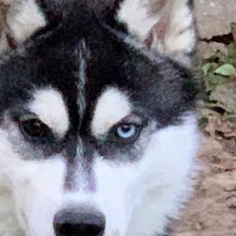 Keilani - Siberian Husky