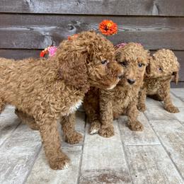 Goldendoodles from Narrow Path Homestead
