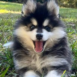 Tennessee Boy 2 - Black and white male Pomsky puppy in Monroe, Georgia from Beastly Beauties Huskies & Pomskies