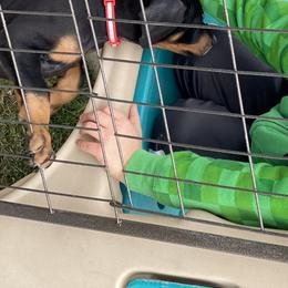 Doberman Pinscher Puppies from Jensen Dobermans