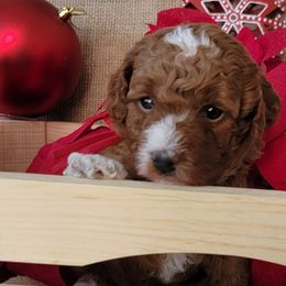 Assorted Doodle Crosses and Poodle Puppies from Center Hill Poodles and Doodles