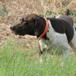 Boerboels and German Shorthaired Pointers from Sure Bet Kennels