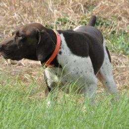 Boerboels and German Shorthaired Pointers from Sure Bet Kennels