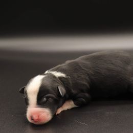 Finch - Black & white Miniature Australian Shepherd puppy in Bryan, Texas from Tiny Tail Haven