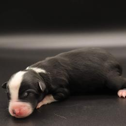 Finch - Black & white Miniature Australian Shepherd puppy in Bryan, Texas from Tiny Tail Haven