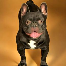 Ro - French Bulldog