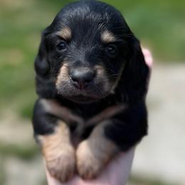 Chick - Black and tan female Dachshund puppy in Corbin, Kentucky from Steele Half Acre Homestead