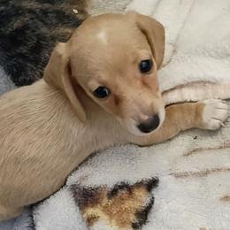 Sienna - Red female Dachshund puppy in Pahrump, Nevada from Heaven Sent Doxies
