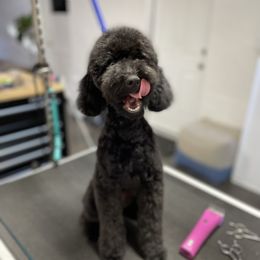 Maggie - Poodle