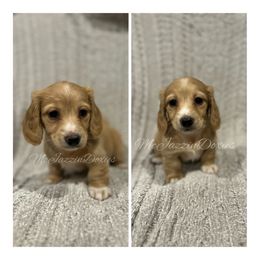 Dachshund Puppies from McJazzin Doxies