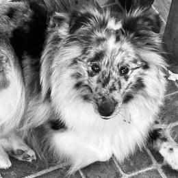 Vinny - Shetland Sheepdog