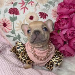 Fawn girl - Blue fawn female French Bulldog puppy in Piedmont, Oklahoma from 5A Frenchies