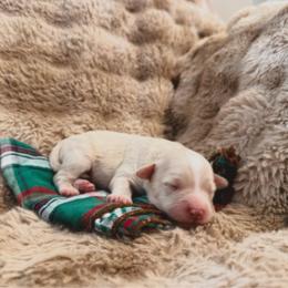 3 boy - Cream male Labradoodle puppy in Churchill County Fallon, Nevada from Card Family Ranch