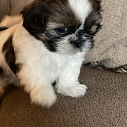 Shih Tzu Puppies from GiGi’s Little Tzu