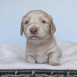 Boy 4 - Cream male Dachshund puppy in San Diego, California from Sweetheart Doxies LLC