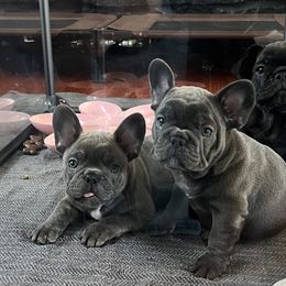 French Bulldog Puppies from Divine Crown French Bulldogs