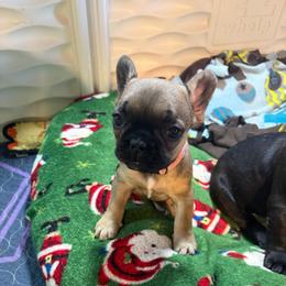 Remy - Fawn female French Bulldog puppy in Neenah, Wisconsin from Mimosa Acres French Bulldogs LLC