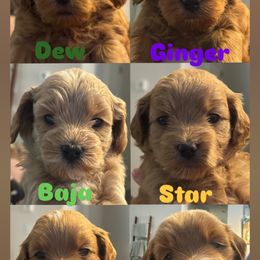 Boy 1 - Red  male Goldendoodle puppy in Irmo, South Carolina from Sunset Cove Goldendoodles