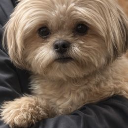 Clementine - Shih Tzu