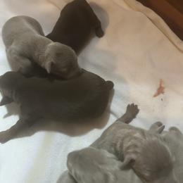 Boy 2 - Fawn (isabella) and tan male Miniature Pinscher puppy in Morrow, Ohio from Lucy’s Min Pin