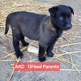 Lina Lambert - Black sable female Belgian Malinois puppy in Elizabethton, Tennessee from Forever Family K9