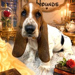 Belle - Black brown and white female Basset Hound puppy in Mebane, North Carolina from Happy Ridge Hounds