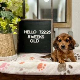 Putzie - Chocolate and tan male Dachshund puppy in Goodyear, Arizona from AZ Low Life Doxies