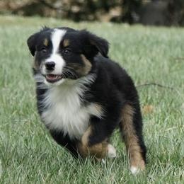 Ebony - Black tri-color female Australian Shepherd puppy in Holmesville, Ohio from Coffee Run Spring at Miller Farms