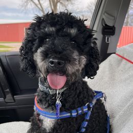 Charlie - Bernedoodle