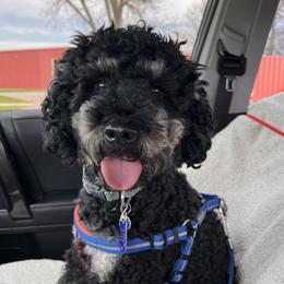 Charlie - Bernedoodle