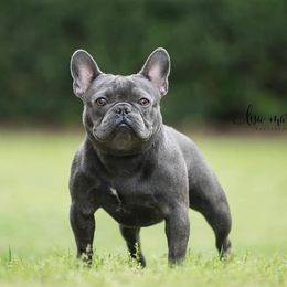 Meko  - French Bulldog