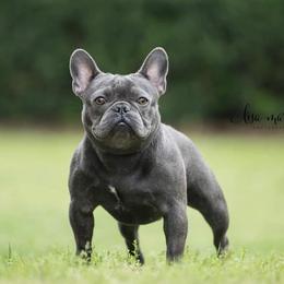 Meko  - French Bulldog