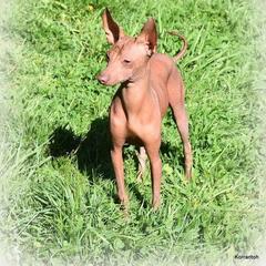 American Hairless Terrier, Peruvian Inca Orchid, and Xoloitzcuintli All Grown Up from Stoney Brooks Reg.