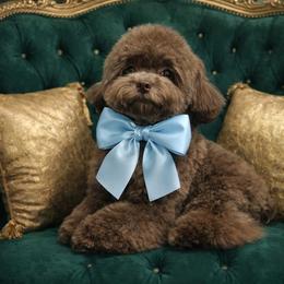 Choco Asian - Brown female Poodle puppy in California from Yorkie & Maltese Royalty