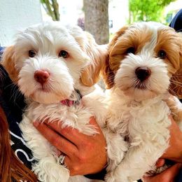 Australian Labradoodles from Northern Michigan Labradoodles