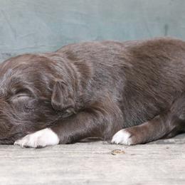 Ant - Red tri-color male Australian Shepherd puppy in Macon, Georgia from Shaina’s Shepherds