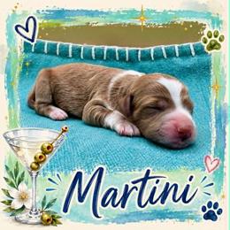 Martini - Red  female Goldendoodle puppy in Hendersonville, North Carolina from Kim's Cove