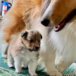 Shetland Sheepdog Puppies from Cheri Spangler's Shetland Sheepdogs