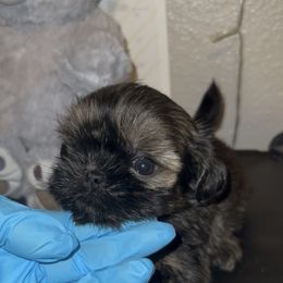 Ross - Gold male Shih Tzu puppy in Madera Acres, California from California Shih Tzu’s