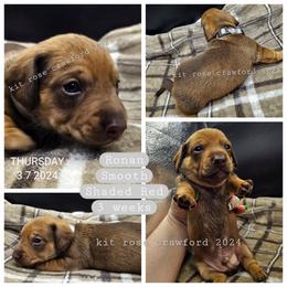 Dachshund Puppies from Wayward Home Dachshunds