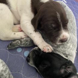 German Shorthaired Pointer Puppies from Thunder Mountain Gun Dogs