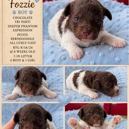 Fozzie - Tri-color male Bernedoodle puppy in Rising Sun, Indiana from Ruby Lane Doodles