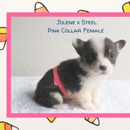 Pink Female - Blue female Pembroke Welsh Corgi puppy in Wayne City, Illinois from Lash Livestock & Corgis